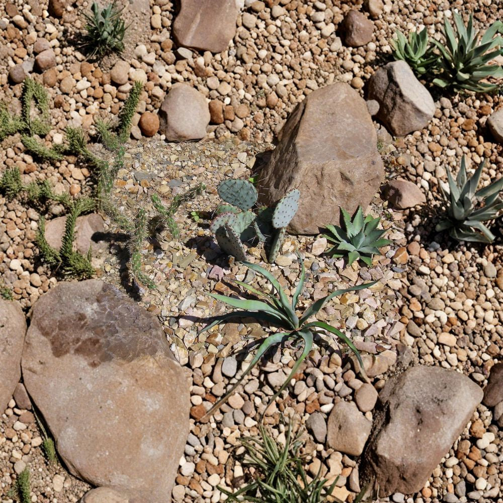 Santa Rita Purple Prickly Pear – Opuntia chlorotica ‘Santa Rita’ 5 Seeds | Cold Hardy | Winter Purple Pads  Zone 6+ | Fuchsia Blooms | Red Fruit