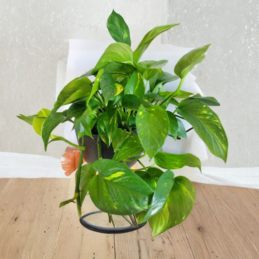 Pothos Hawaiian – 3 Unrooted Cuttings | Epipremnum aureum Live Plant | Easy Indoor Vine | Fast Growing Houseplant | Beginner Friendly