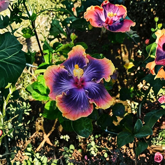 Hardy Hibiscus Cuttings – 7 Rose Mallow (Hibiscus moscheutos) Cuttings | 5–7 Inch Unrooted | Large Flower Perennial