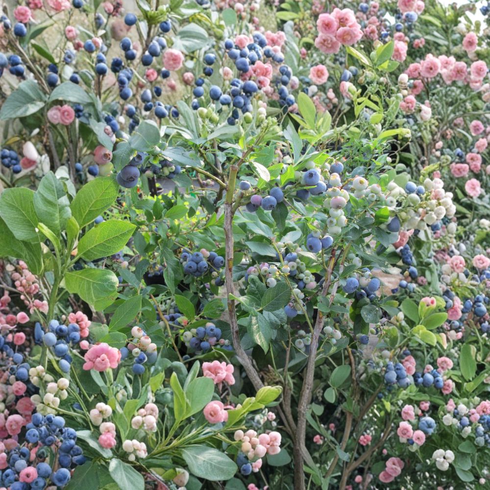 Tifblue Blueberry Plant – Vaccinium ashei Live Plant | 24–30 Inches Tall | 1 Gallon Pot Rabbiteye Blueberry Bush | Mid-Season Fruit