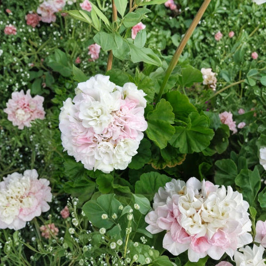 White Pink Geranium Cuttings – 3 Unrooted 6 Inch Pelargonium Cuttings | Fragrant Double Bloom Flower Plant | Easy Care Garden Plant