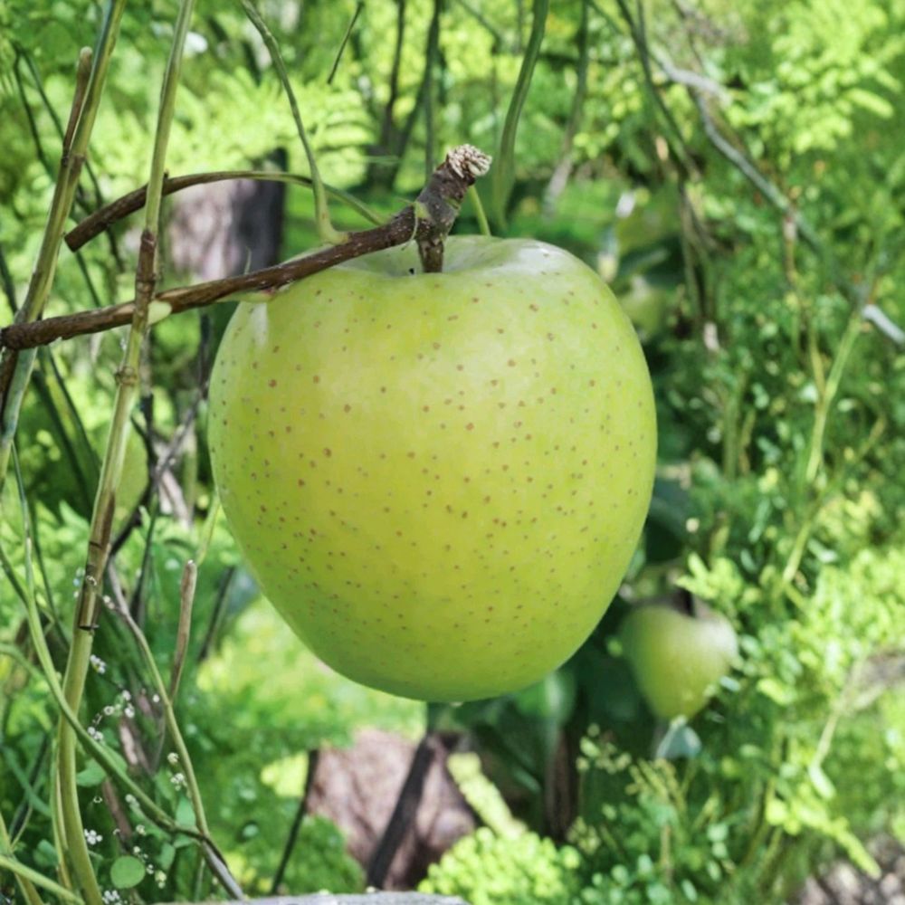 Japanese Yellow Apple Cutting – 6–8 Inch Scion | Apple Tree Propagation | Rooting or Grafting Cutting | Malus domestica