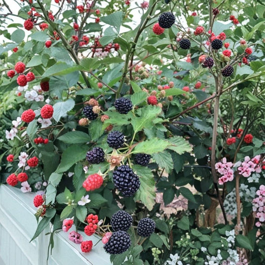 Sweetie Pie Thornless Blackberry Plants – Rubus ‘Sweetie Pie’ Starter Plants | Set of 2 | 4–10 Inch Tall | Sweet Juicy Berries | Bare Root Garden Fruit