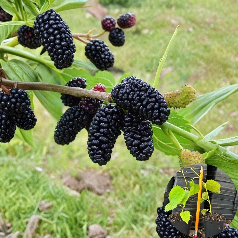 Dwarf Everbearing Mulberry – Morus nigra Live Starter Plant | Approx. 4–8 Inches Tall | Includes Nursery Pot  Sweet Berry Fruit Tree | Patio & Container Friendly | Easy to Grow