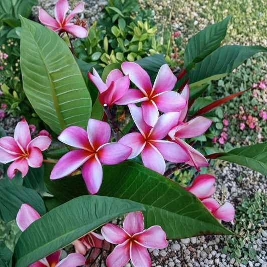 Pink Plumeria Cuttings – 2 Pack | 8 Inch Hawaiian Frangipani Plant | Tropical Flower Tree | Easy to Grow