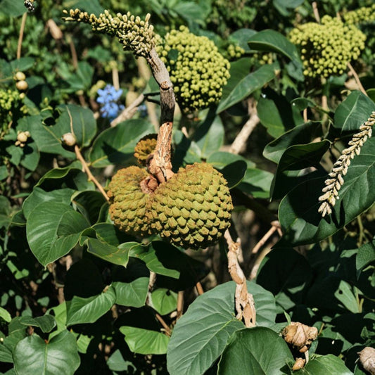 Custard Apple Seeds – Annona squamosa | 5 Seeds | Tropical Sugar Apple Fruit Tree | Exotic Garden Plant