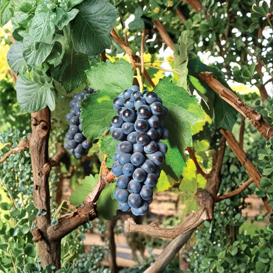 Concord Grape Cuttings – 10 Fresh Green Stems | Vitis labrusca | Easy Rooting Vine | Fruit Garden Starter | Tracking Included
