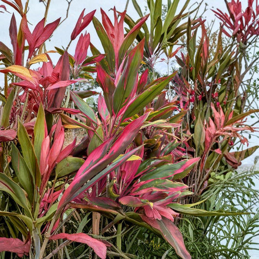 Hawaiian Ti Plant Cuttings – 3 Fresh 6 Inch Logs | Cordyline fruticosa Hybrid | Red Pink Green Leaves | Tropical Plant Starter | Easy to Grow