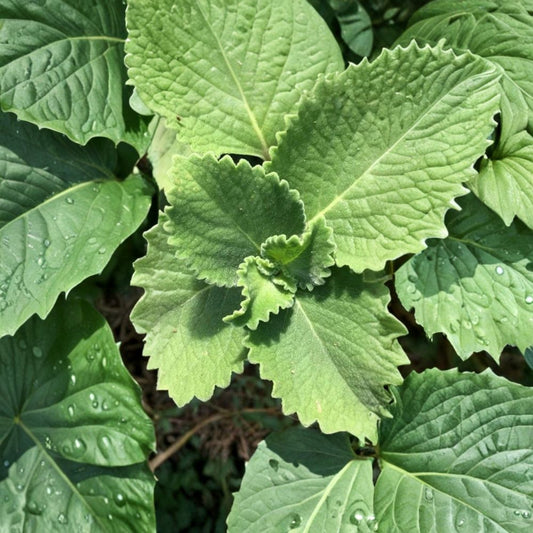 Cuban Oregano Cuttings – 5 Unrooted Cuttings | 8–10 Inch Plectranthus amboinicus | Medicinal Herb Plant | Edible Herb | Easy to Grow