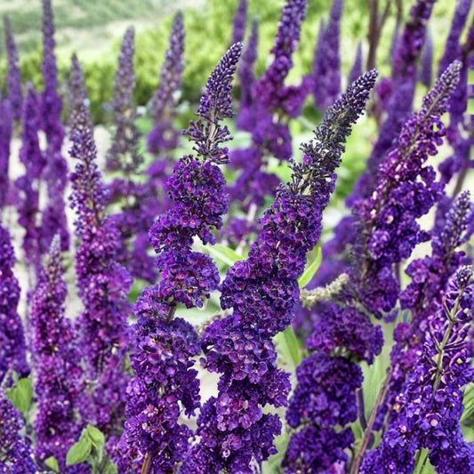 Purple Butterfly Bush Cuttings – Buddleja davidii Unrooted (7 Pack) | 6 Inch Stems | Pollinator Plant | Fast Growing Flowering Shrub