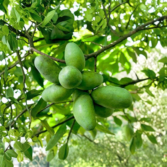 Mango Pawpaw Tree – Asimina triloba Well-Rooted Plant | 2.5–3 Feet Tall | Rooted Cutting  Tropical-Style Fruit | Cold Hardy Native | Limited Seasonal Stock
