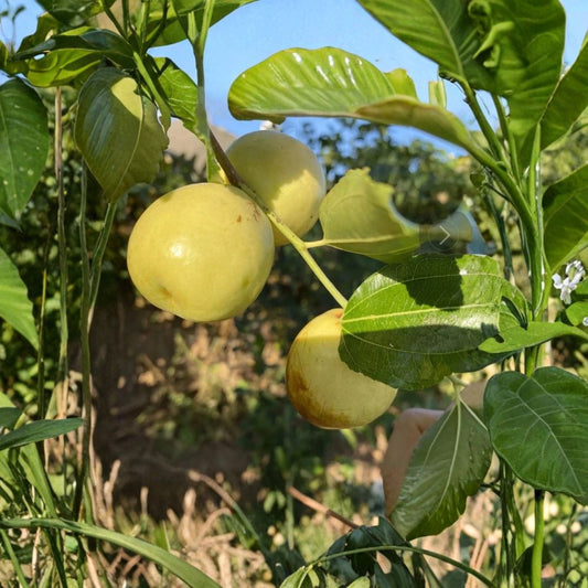Shanxi Li Jujube Cuttings – 6 Unrooted 5–8 Inch Scions | Ziziphus jujuba Fruit Tree | Sweet Red Date Tree | Grafting Ready