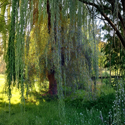 White Willow Cuttings – Salix alba (50 Pack) | 6–10 Inch Hardwood Cuttings | Fast Growing Tree | Easy Rooting | Privacy & Erosion Control