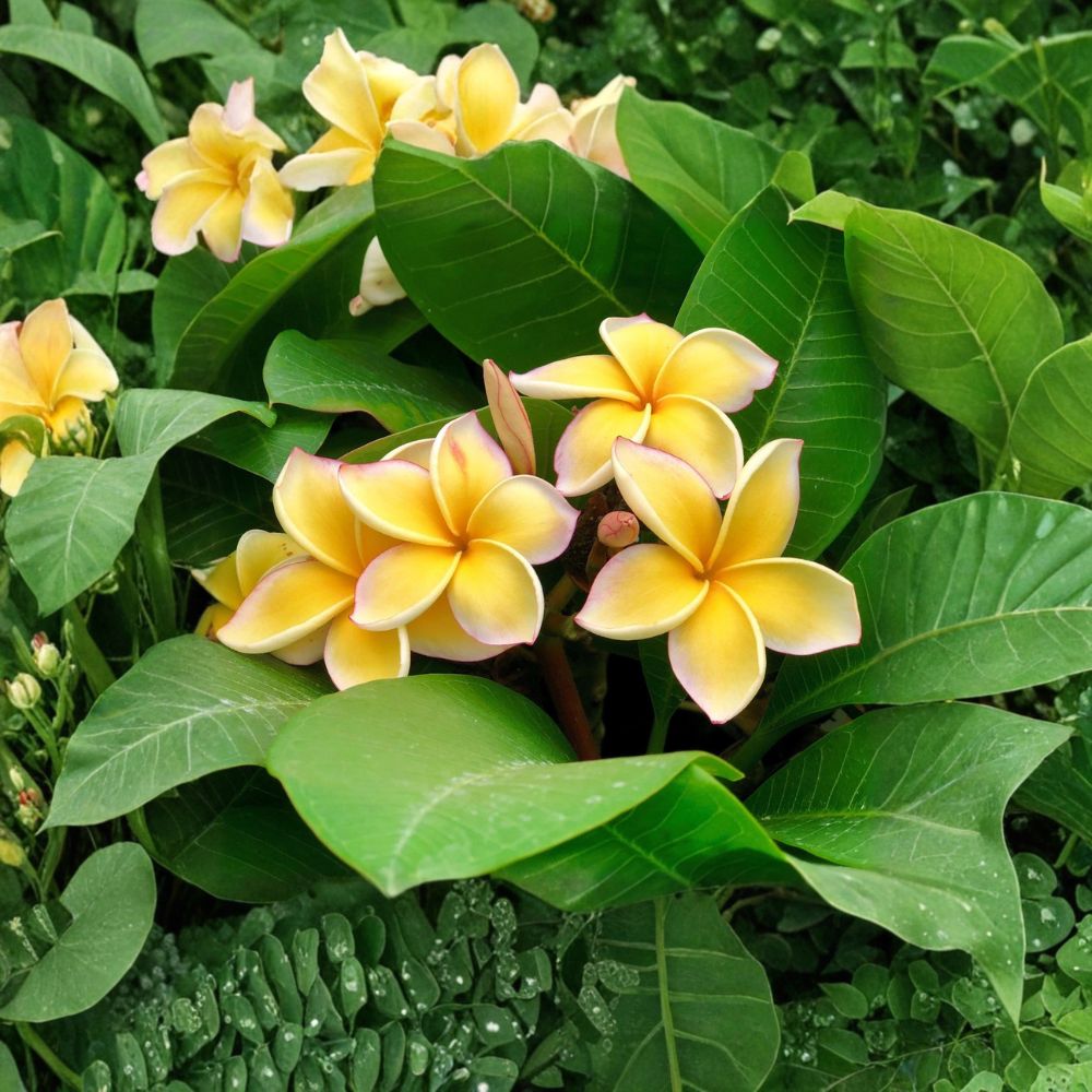 Hawaiian Yellow Plumeria Cuttings – 2 Pack (9–12 Inches) | Frangipani Plant | Fragrant Tropical Flower Starter