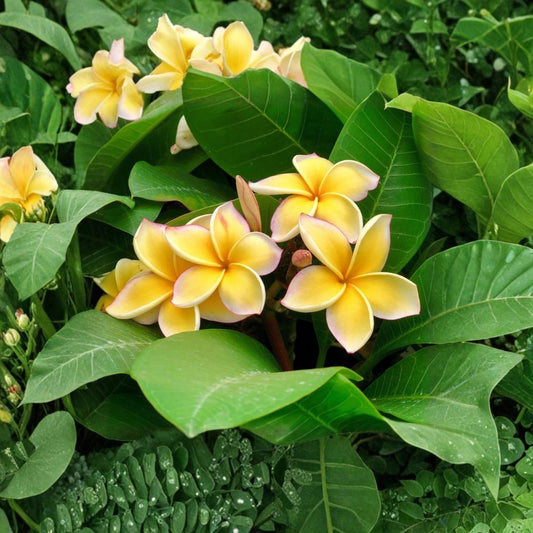 Hawaiian Yellow Plumeria Cuttings – 2 Pack (9–12 Inches) | Frangipani Plant | Fragrant Tropical Flower Starter