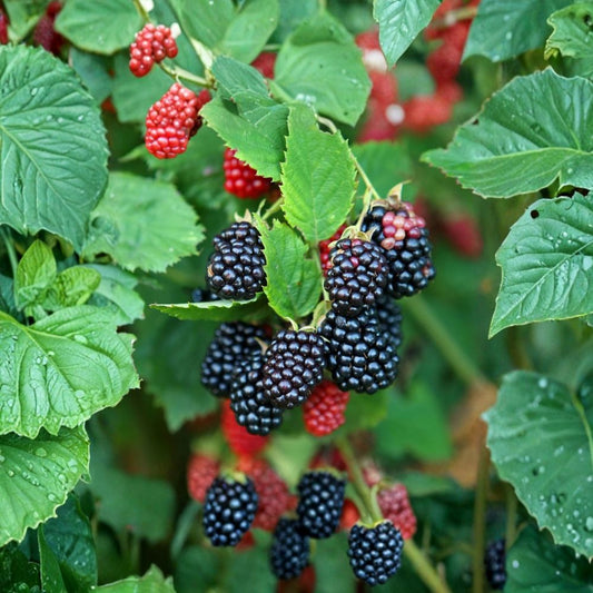 3 Galaxy Blackberry Plants – Rubus Starter Plugs | Thornless Early Ripening Variety | Sweet Gourmet Berries | Bare Root Berry Plants | Easy Backyard Fruit