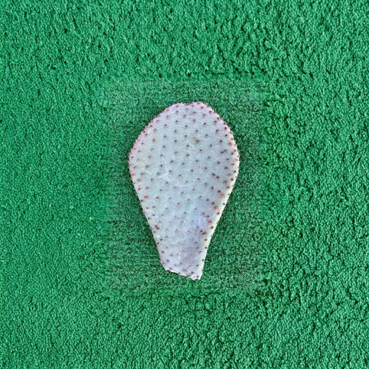 Beavertail Prickly Pear – Opuntia basilaris Single Fresh Pad | Cold Hardy | Ready for Rooting  Magenta Spring Blooms | Blue-Gray Pads | Desert Classic