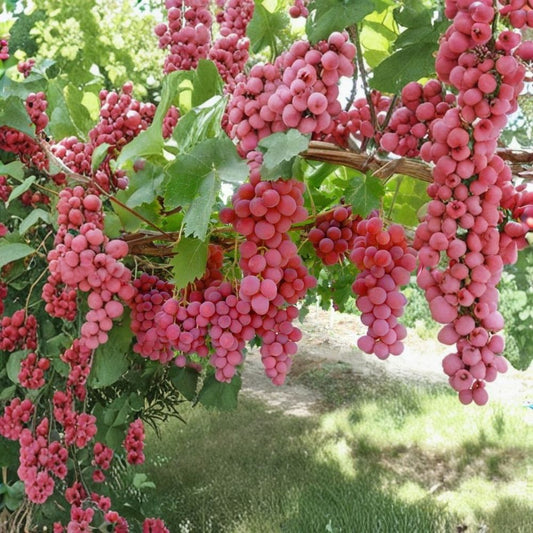 Hardy Pink Grape Cuttings – 10 Cold Climate Vitis Vine Cuttings | GMO-Free | 2–3 Node Cuttings | Easy to Grow