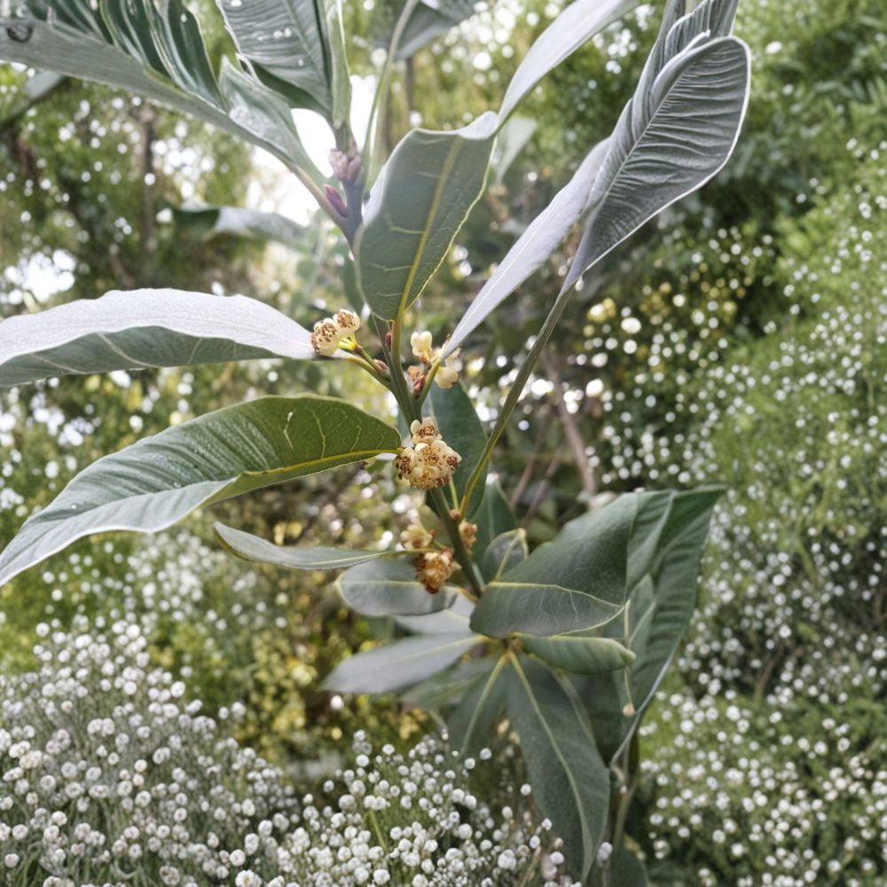 Bay Laurel Tree Cuttings – Laurus nobilis (10 Stems) | Fresh Culinary Bay Leaf Plant | Unrooted Cuttings | Herb Garden Starter | Easy to Propagate
