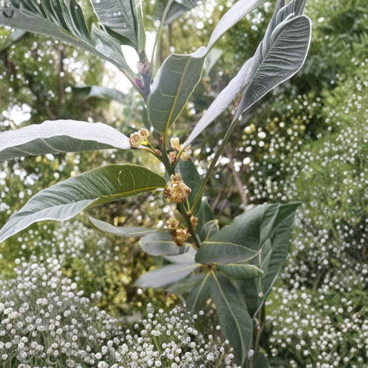 Bay Laurel Tree Cuttings – Laurus nobilis (10 Stems) | Fresh Culinary Bay Leaf Plant | Unrooted Cuttings | Herb Garden Starter | Easy to Propagate