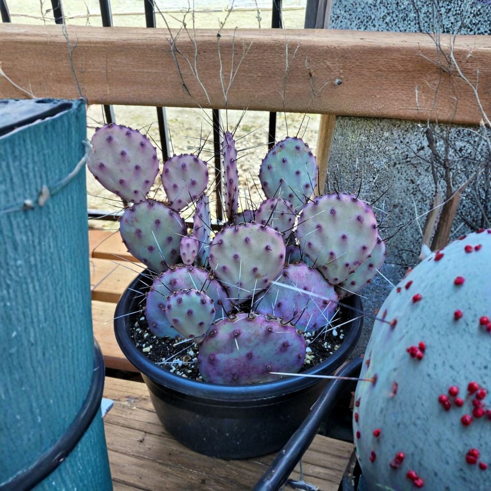 Santa Rita Purple Prickly Pear – Opuntia santarita 10 Seeds | Rare Purple Cactus | Edible Fruit  Hardy & Drought Tolerant | Desert Favorite | Ornamental & Edible