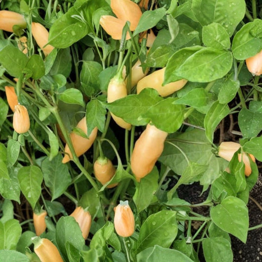 Sugar Rush Peach Hot Pepper Seeds – Capsicum baccatum | 10 Rare Seeds | Sweet Fruity Hot Pepper Variety | Peach Colored Chili | Garden Vegetable Seeds