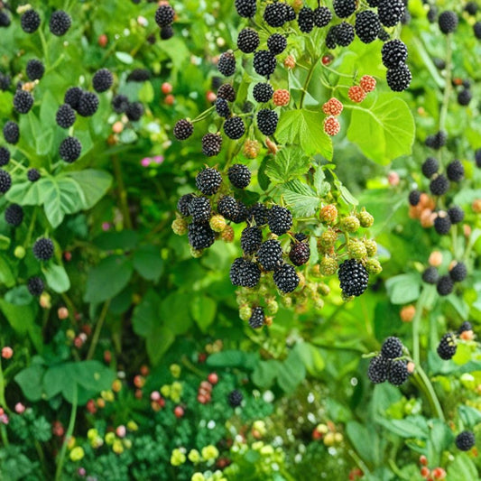 3 Navaho Thornless Blackberry Plants – Rubus ‘Navaho’ Starter Plugs | Sweet Firm Berries | Upright Growing Variety | Bare Root Berry Plants | Easy Garden Fruit