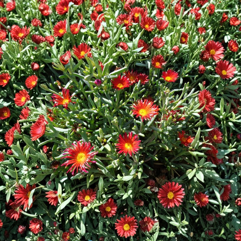 Ruby Ice Plant Cuttings – 10 Delosperma Cooperi Ground Cover Cuttings | 6 Inch Succulent | Hardy Flowering Carpet Plant