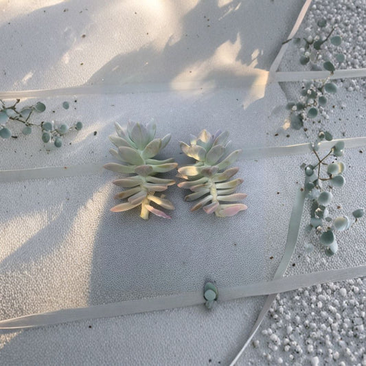Ghost Plant Cuttings – 2 Echeveria Graptopetalum Succulent Cuttings | Easy Propagation Succulent | Drought Tolerant Indoor Plant