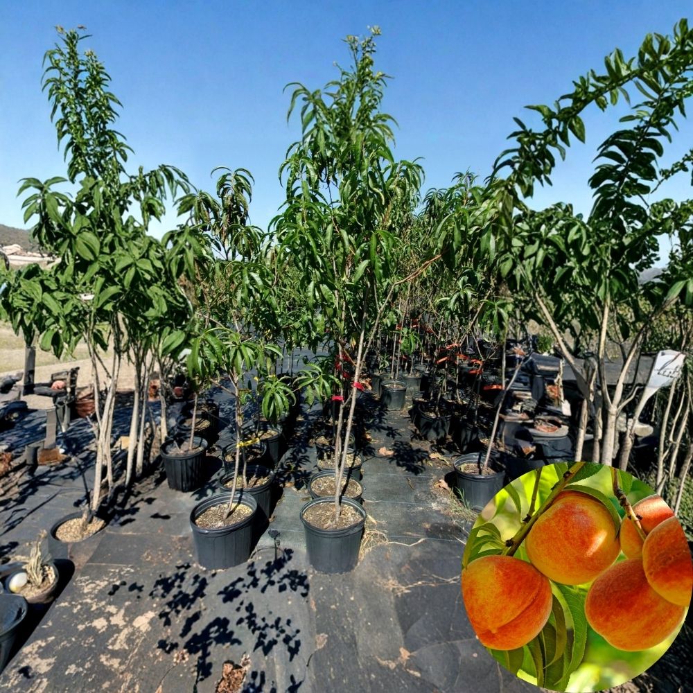 Spring Gold Peach Tree – Prunus persica Live Fruit Tree | 4–6 Ft Tall | Early Season Sweet Freestone Peach | Backyard Orchard Tree | Ready to Plant
