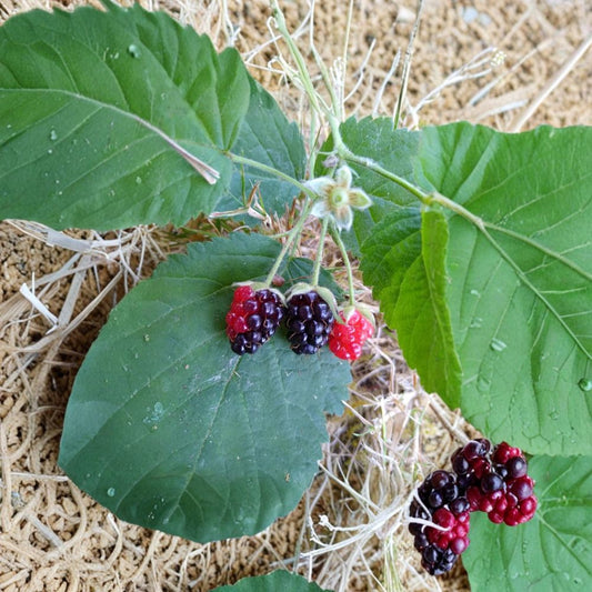3 California Blackberry Plants – Rubus ursinus Live Bare Root | Pacific Blackberry Vine | Native Berry Plant | Fast Growing Groundcover | Edible Wild Fruit
