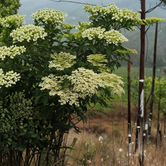 American Elderberry Cuttings – 10 Pack (6–10 Inches) | Sambucus canadensis | Mixed Varieties Fruit Starter
