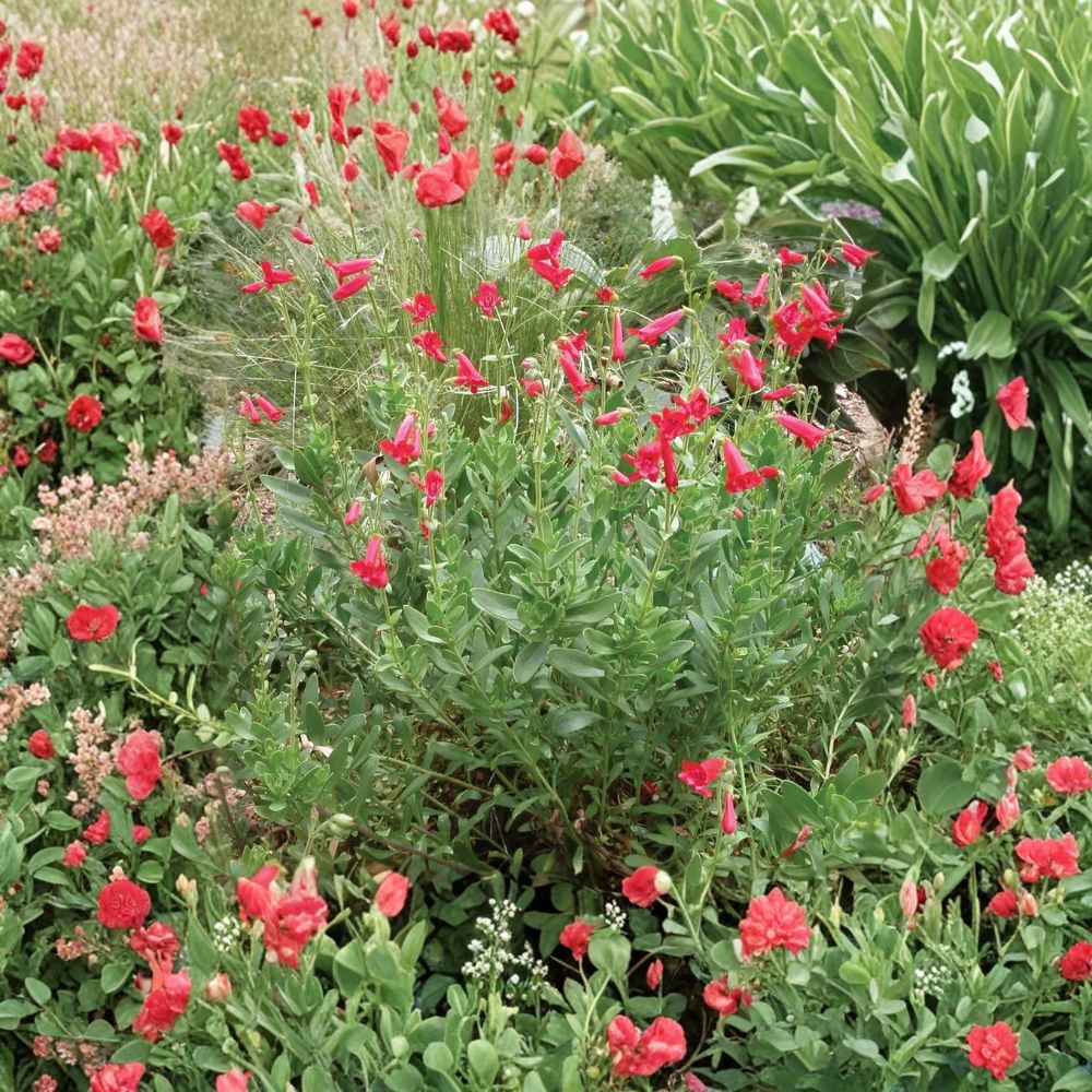 Rock Penstemon Live Plant – Penstemon baccharifolius | 1 Gallon Rooted Plant | Red Flowering Beardtongue | Hummingbird Plant