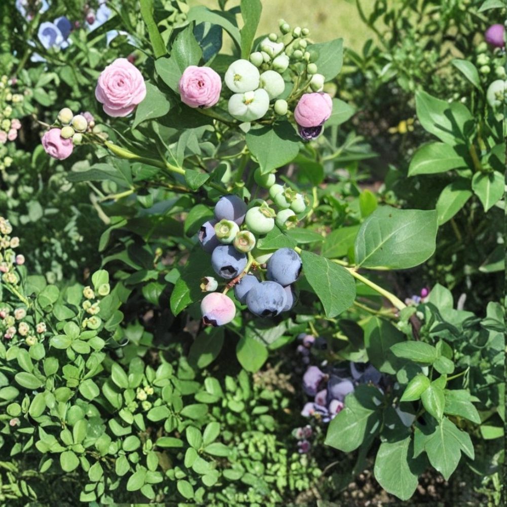 Sunshine Blue Blueberry Plant – Vaccinium spp. Live Plant | 20–25 Inches Tall | Established Berry Bush | Sweet Low-Chill Fruit Plant
