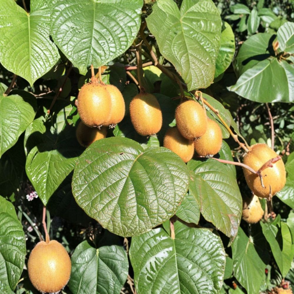 Mini Kiwi Cuttings – 5 Pack | Self-Fertile Hardy Kiwi Vine | Rare Fruit Plant Starter for Rooting or Grafting