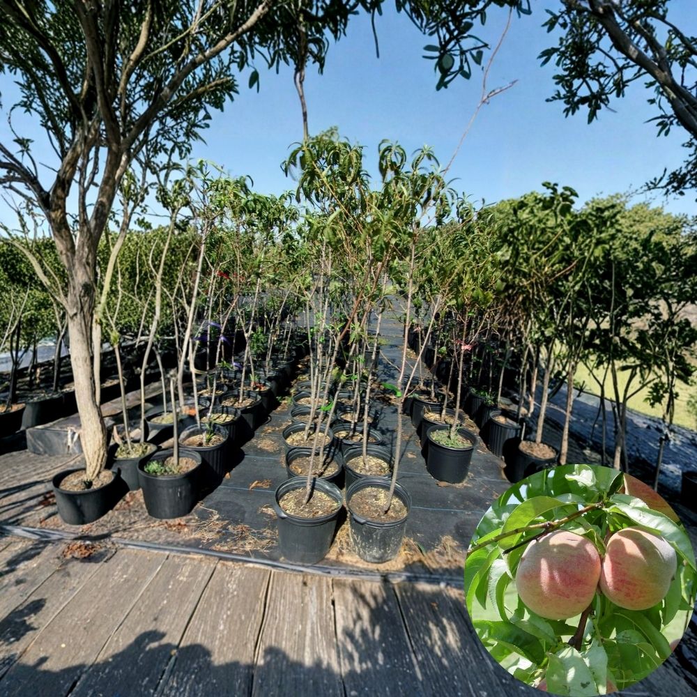 Jefferson Peach Tree – Prunus persica Live Fruit Tree | 4–6 Ft Tall | Sweet Freestone Peach Variety | Backyard Orchard Tree | Ready to Plant