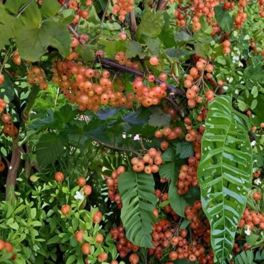 Pink Champagne Currant Cuttings – 8 Ribes rubrum Cuttings | 4–6 Inch Fruit Bush Cuttings | Edible Garden Plant