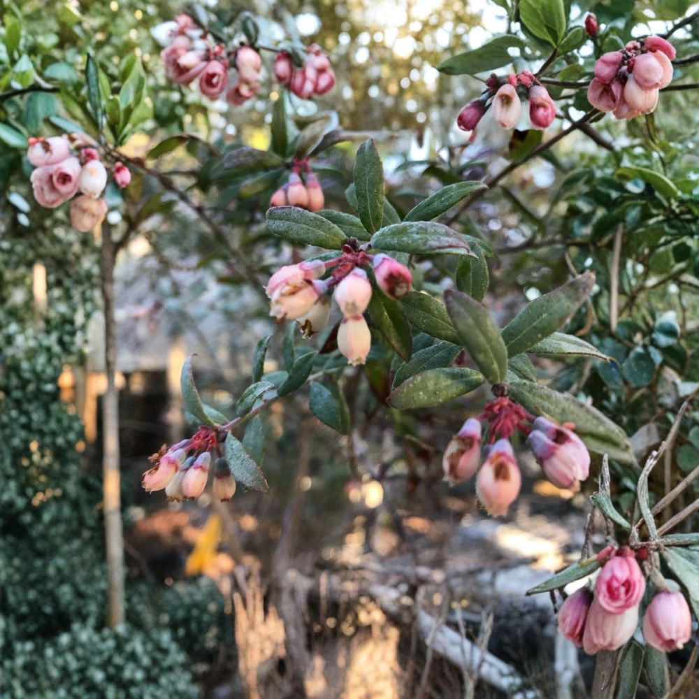 Darrow Blueberry Plant – Vaccinium corymbosum Live Plant | 3–8 Inches Tall | 3 Inch Pot Northern Highbush Berry Bush