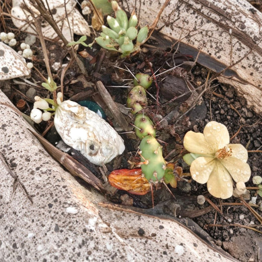 Rare Opuntia pusilla – Prickly Pear Cactus 2 Live Pads | Cold & Drought Hardy | Clumping Variety  Compact Growth | Wildlife Resistant | Easy to Grow