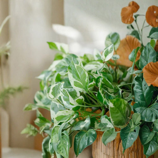 Pothos ‘Pearls and Jade’ – 3 Unrooted Cuttings | 4–5 Inch Devil’s Ivy | Variegated Indoor Plant | Easy Houseplant | Beginner Friendly