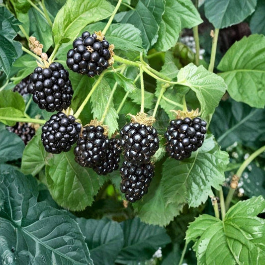 5 Triple Crown Thornless Blackberry Plants – Rubus fruticosus Starter Plugs | Large Sweet Berries | High-Yield Variety | Bare Root Berry Plants | Backyard Garden Fruit