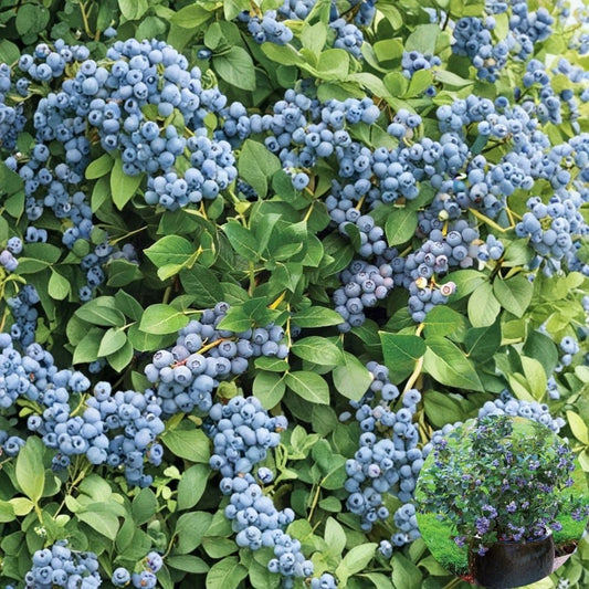 5 Snowchaser Blueberry Plants – Vaccinium corymbosum Starter Plugs | 3–6 Inches Tall | Bare Root Southern Highbush Berry Bush