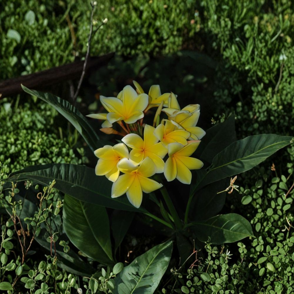Plumeria Frangipani Rooted Cutting – 10–12 Inch Live Plant | White Yellow Flower Tropical Tree | Florida Grown | Ready to Plant