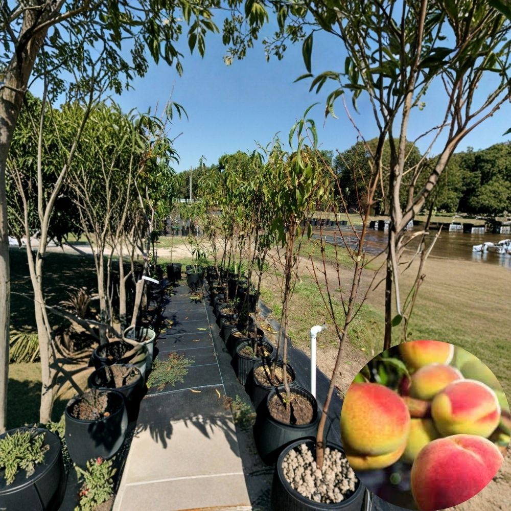 July Prince Peach Tree – Prunus persica Live Fruit Tree | 4–6 Ft Tall | Sweet Freestone Peach Variety | Backyard Orchard Tree | Ready to Plant