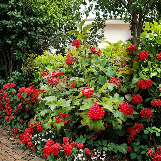 Viburnum opulus Cuttings – 15 Pack (6–7 Inches) | Snowball Bush Chervona Kalyna | Flowering Shrub Starter
