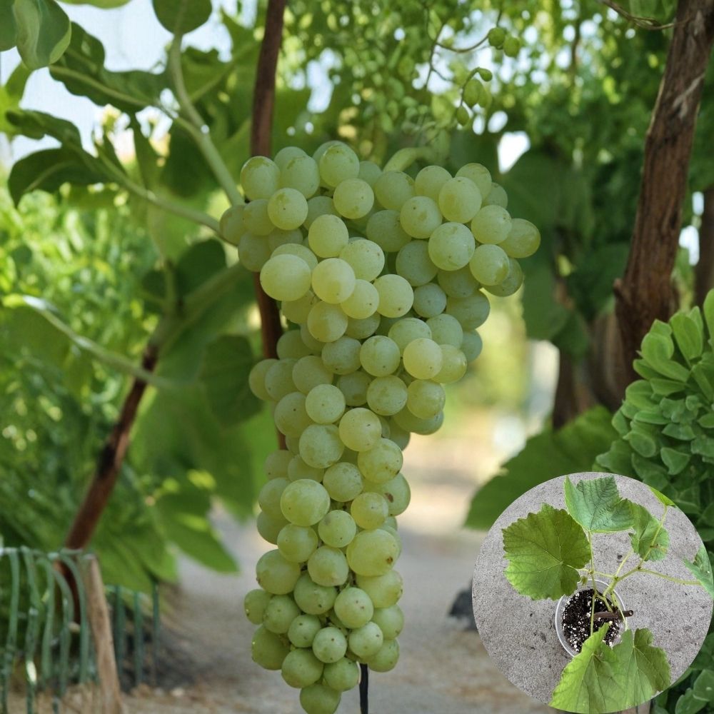 Seedless Grape Vine Plant – 10 Inch Live Cutting in Pot | Sweet Green Grapes | Ready to Plant Fruit Vine