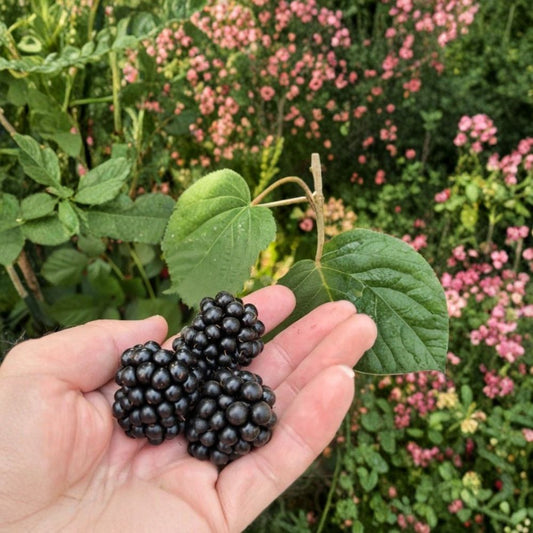 3 Triple Crown Thornless Blackberry Plants – Rubus fruticosus Live Shrubs | Large Sweet Berries | Fast Growing Berry Bush | Bare Root Dormant Plants | Garden Fruit