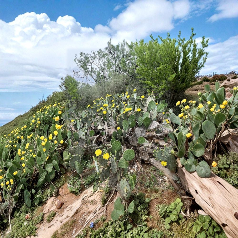 Texas Prickly Pear – Opuntia spp. 3 Live Pads | 3–5 Inches | South Texas Grown  Easy to Transplant | Yellow Blooming | Desert Hardy