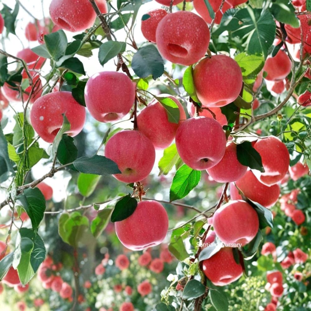 Japanese Fuji Apple Tree – Malus domestica Live Bare Root | 32 Inches Tall | Fuji Apple Variety | Backyard Orchard Fruit Tree | Easy to Grow