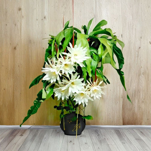 Night Blooming Cereus Cuttings – 2 Pack (8–10 Inches) | Epiphyllum oxypetalum | Queen of the Night Cactus